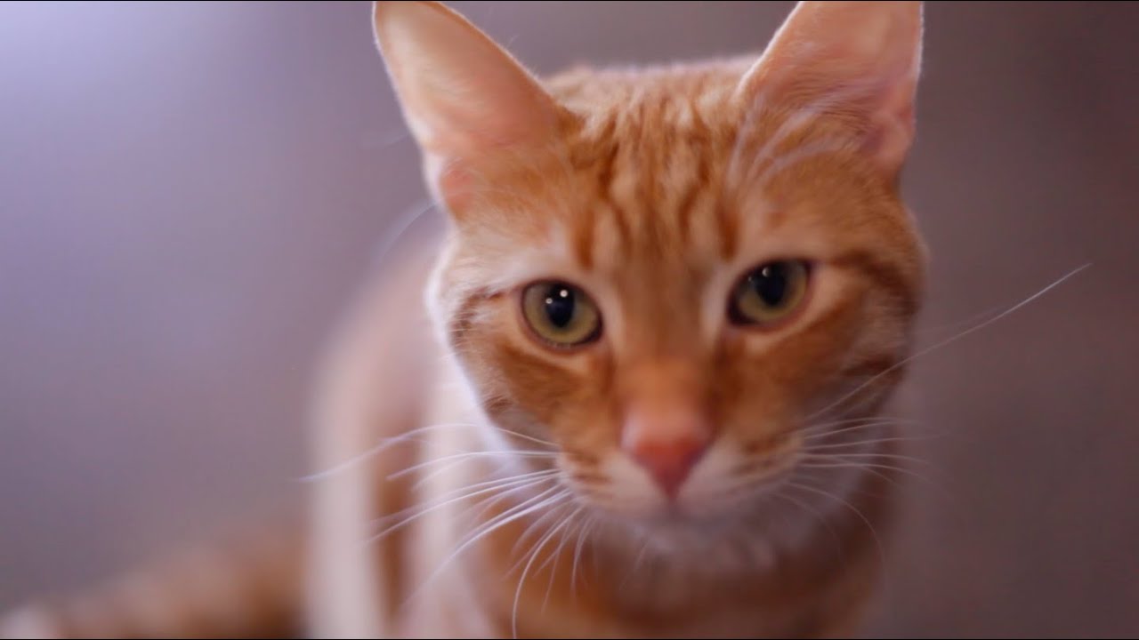 Café for Rescue Cats