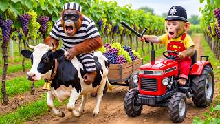 Monkey Farmer Drives Tractor &amp; Catches a Sneaky Thief Stealing Grapes and a Dairy Cow!
