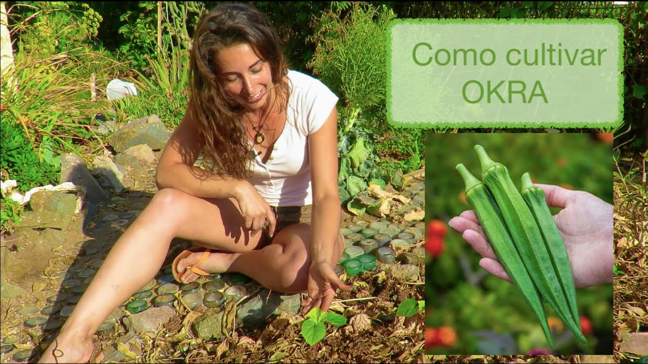 Como CULTIVAR OKRA (Germinación y Cuidados)