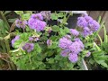 Tshuaj zoo ntau yam( ageratum )