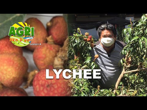 Video: Lychee Girdling Information - Alamin Kung Paano Magbigkis ng Lychee Tree