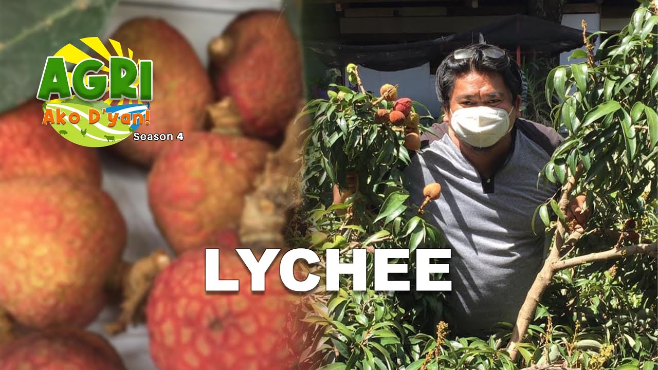 Lychee YouTube