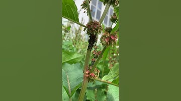 Ants fighting ladybird to protect aphids
