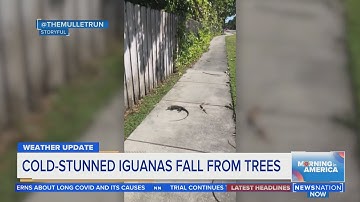 Florida is so cold iguanas are falling out of trees  | Morning in America