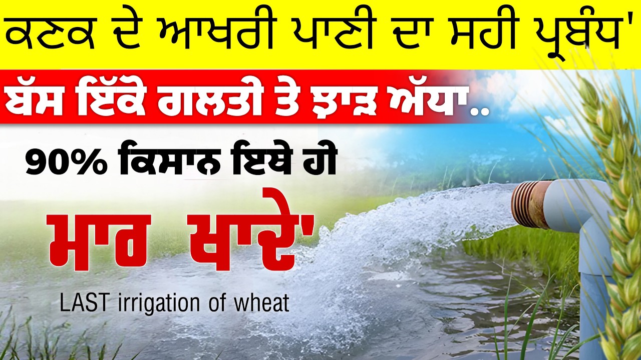 ਕਣਕ ਨੂੰ ਆਖਰੀ ਪਾਣੀ ਕਦੋ ਲਾਇਏ' 90% ਕਿਸਾਨ ਇਥੇ ਹੀ ਮਾਰ ਖਾਦੇ' | Wheat last irrigation timeing