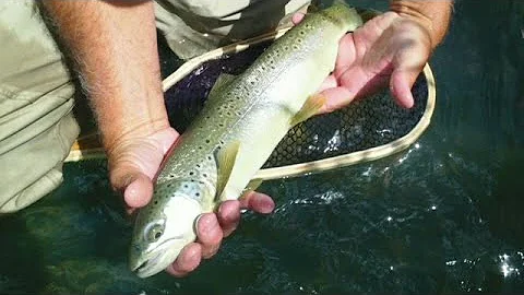 4 Essential Tools to Help You Master Dry Fly Fishing