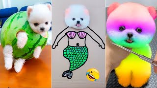 Cute Pomeranian Puppies Doing Funny Things  Cute and Funny Dogs 2024  Box Studios