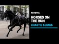 Five military horses throw their riders and charge through london  abc news