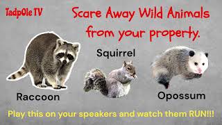 Scare Away Wild Animals From Your Property ANNOYING LOUD SOUNDS