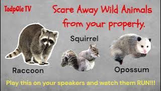 Scare Away Wild Animals From Your Property ANNOYING LOUD SOUNDS