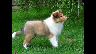 COLLIE rough female BALLADE OF LOVE, 12 weeks old