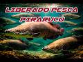 Pesca do PIRARUCU LIBERADA sem RESTRIÇÕES.