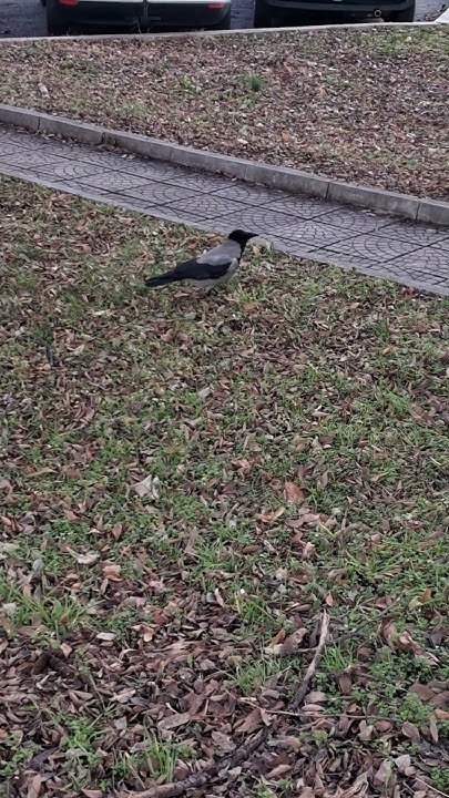 #raven #гарван #birds #птица #птицы #varna #21век #варна #ecology # ...