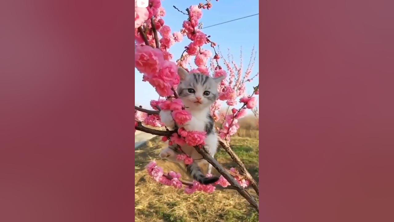 pyara-hai-yea-pusy-cat-ka-face-youtube