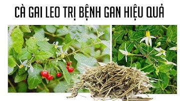 CÀ GAI LEO TRỊ BỆNH GAN HIỆU QUẢ
