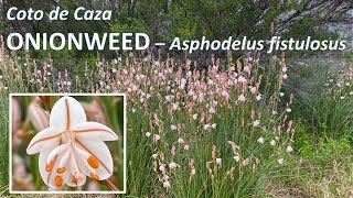 ONIONWEED California Wildflowers, Asphodelus fistulosus in Coto de Caza, California