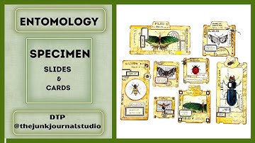 ENTOMOLOGY  SPECIMEN CARDS & SLIDES - DTP @thejunkjournalstudio #junkjournalideas #papercraft