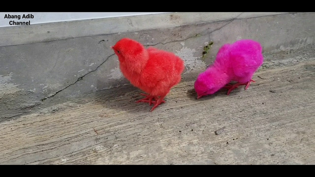 Lagu Anak-Anak " Ayam Berkotek ". Abang dan Kakak Nazla ...