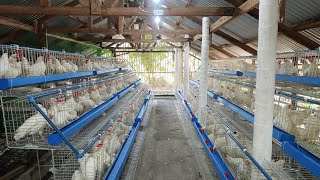 Installation of Layer Cages and Loading of 300 RTL chickens