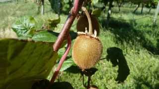 un kiwi, fleur et fruit