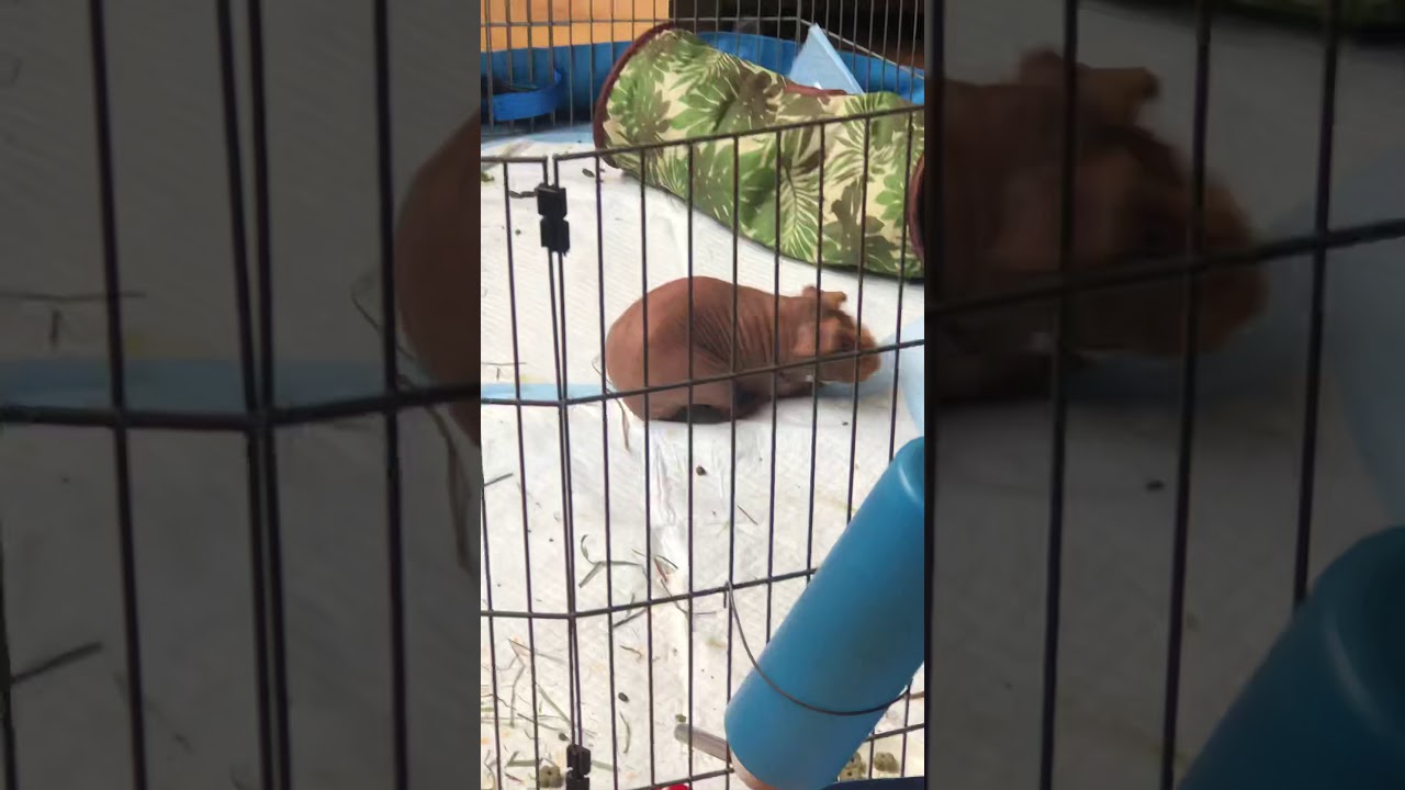 Image showcasing Guinea pig Epileptic seizure - YouTube