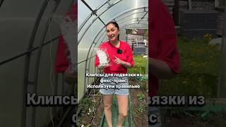Используй клипсы для подвязки правильно #дача #огород #садоводничество