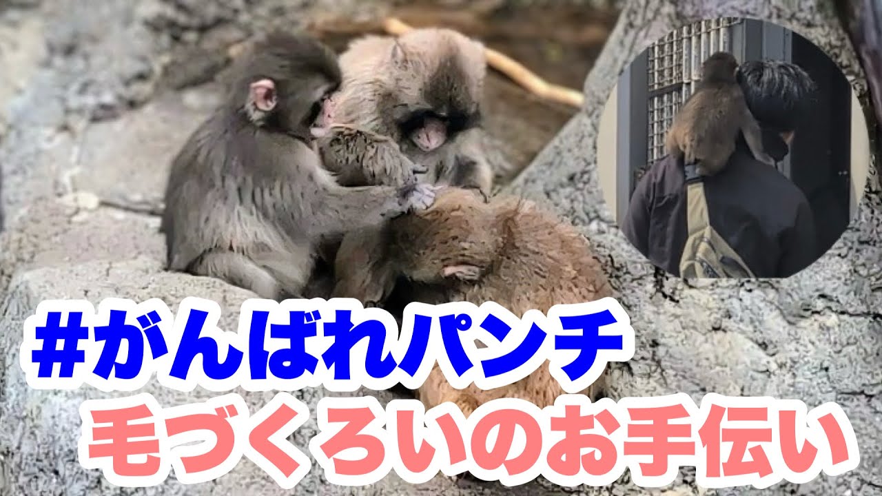 パンチくん、毛づくろいにチャレンジ＆ランチ（Punch tries grooming