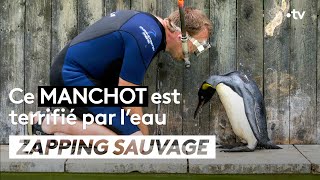 Ce manchot est terrifié par l’eau - ZAPPING SAUVAGE