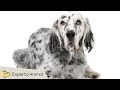 El setter Inglés - perros de caza