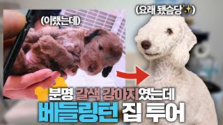 '혼나면서 배웠어요' 초보집사의 우당탕탕 양육일기 | 1살 베들링턴 테리어 | 집사의 개꿀템 EP04 (코 촉촉이 추천, 발세정제, 흡입 이발기)