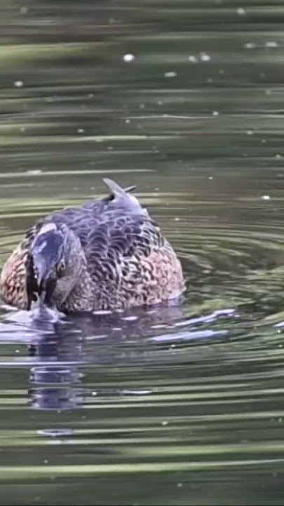 What a large beak - Shoveler Duck #wildlife #nature #waterbird #duck #shoveler