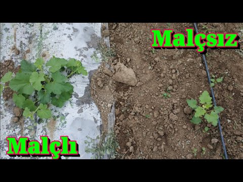 Video: Bahçe Malçlarının Faydaları: Bahçelere Malç Eklemenin Avantajları