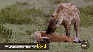Rivals of the Serengeti - हिन्दी डॉक्यूमेंट्री | Wildlife documentary in Hindi