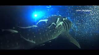 Whale Shark Egypt MY BLUE Liveaboard