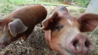 Pigs On The Homestead!