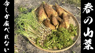 季節限定！春の山菜をメンバー全員で食べまくる！！