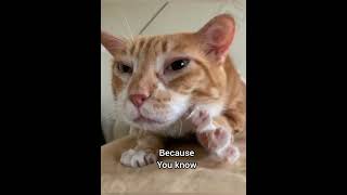 I never make the same mistake twice #catfunny #catmemes #georgieebom #fyp