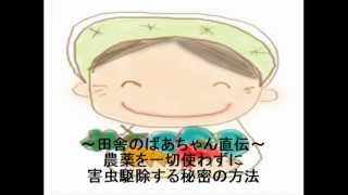 ネキリムシの対策 コーヒー アルミホイル 米ぬかなど無農薬の方法を解説 雑学ノート ネキリムシの対策 コーヒー アルミホイル 米ぬかなど無農薬の方法を解説 雑学ノート