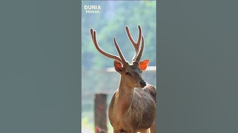 Bibalik kekuatan tanduk RUSA #shorts #shortvideo #rusa