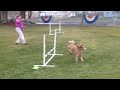 Moyen poodle RAZZ, agility practice J WW