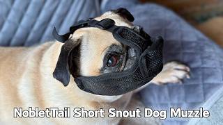 I Tried This Muzzle on My Pug, Here Are The Results