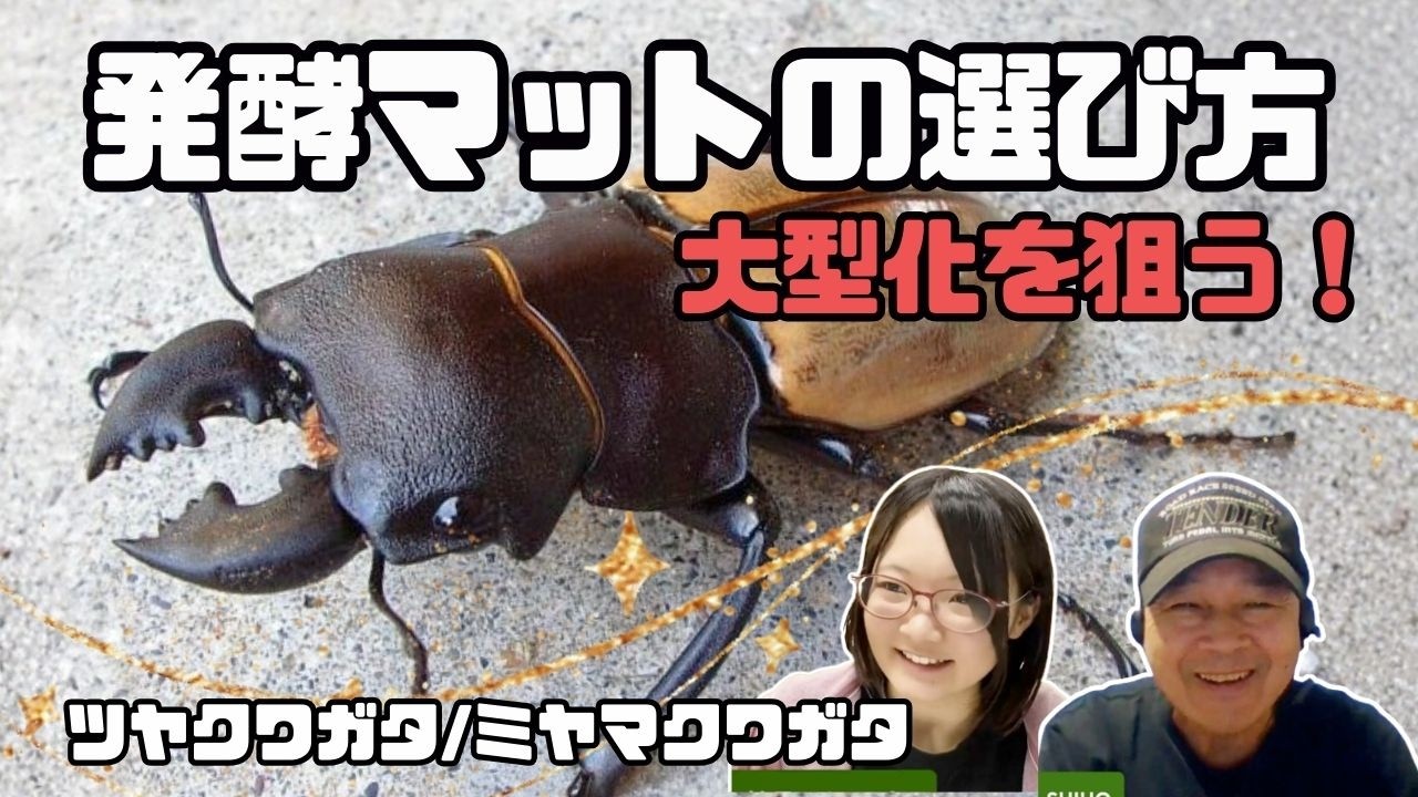カステルナウディツヤクワガタの幼虫飼育！大型化を狙う熟度の駆け引き