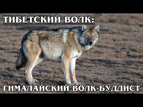 ТИБЕТСКИЙ ВОЛК: Гималайский волк, который не ест падаль | Интересные факты про волков