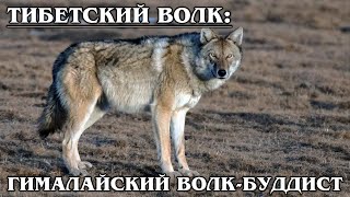 ТИБЕТСКИЙ ВОЛК: Гималайский волк, который не ест падаль | Интересные факты про волков