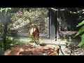 ミゾゴイの擬態2060420