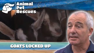 Goats Nailed Shut in Box | Full Episode | SPCA Rescue