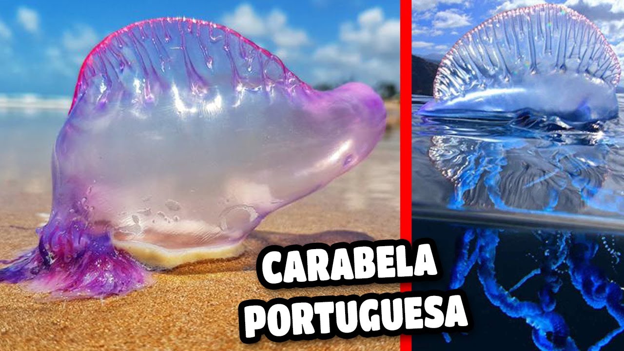 Curiosidades de la CARABELA PORTUGUESA, un depredador MORTAL que se encuentra en todo el mundo😯 PT 1