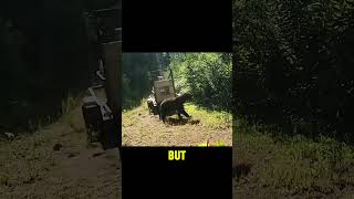 🐻 The Real Reason This Bear Attacked!