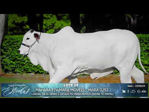 LOTE 26   MAHARA FIV MARA MÓVEIS