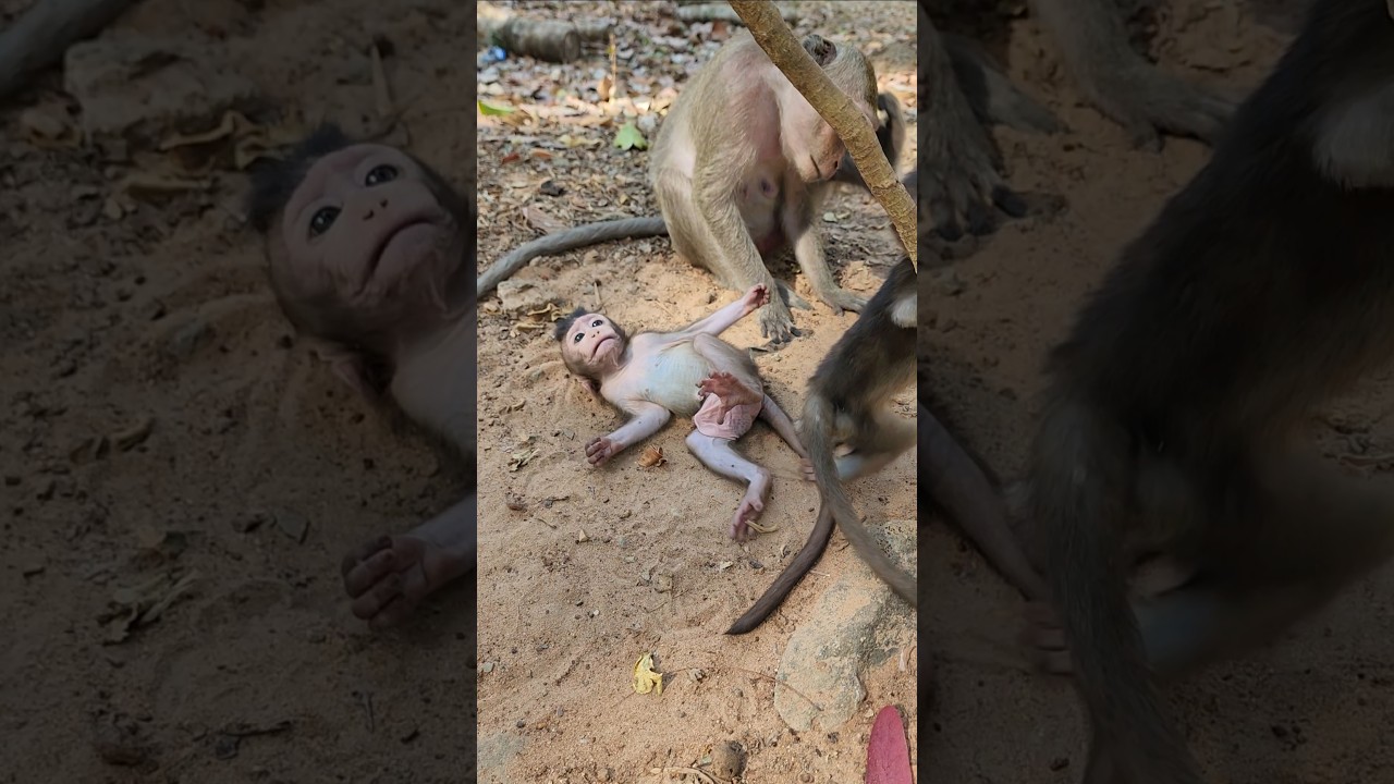 Funny lovely adorable cute beautiful lil baby monkey 🐒 happy playful 